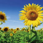 Miniatura fototapety Sonnenblumenblüten