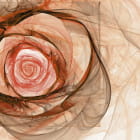 Miniatura fototapety Große Rose