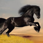 Miniatura fototapety Schwarzes Pferd