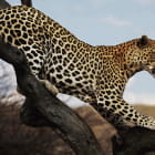 Miniatura fototapety Leopard auf einem Baum