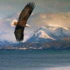 Miniatura fototapety Adler über den Bergen