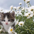 Miniatura fototapety Graues Kätzchen in Blumen