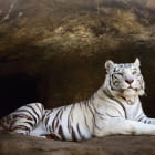 Miniatura fototapety Das Versteck des Weißen Tigers