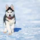 Miniatura fototapety Husky-Welpe