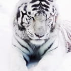 Miniatura fototapety Der weiße Tiger