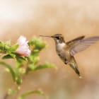 Miniatura fototapety Kolibri