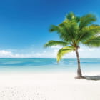 Miniatura fototapety Palme am Strand