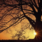 Miniatura fototapety Riesiger Baum vor Sonnenuntergang im Hintergrund