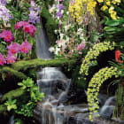 Miniatura fototapety Wasserfallblumen