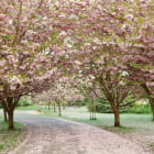 Miniatura fototapety Frühlingsblüte