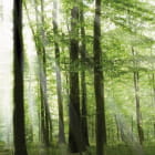 Miniatura fototapety Morgendämmerung in einem ruhigen Wald