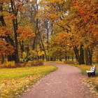 Miniatura fototapety Straße im Herbstpark