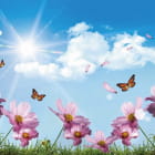Miniatura fototapety Sonniger Tag und Blumen