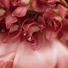 Miniatura fototapety Rote Orchideen