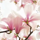 Miniatura fototapety Magnolienblütenblätter