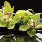 Miniatura fototapety Grüne Orchideen
