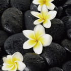 Miniatura fototapety Plumeria auf Steinen