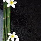 Miniatura fototapety Bambus und Plumeria