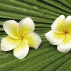 Miniatura fototapety Plumeria-Blüten