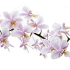 Miniatura fototapety Zarte Orchidee