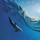 Miniatura fototapety Delphin unter Wasser