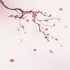 Miniatura fototapety Sakura-Blütenblätter