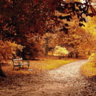 Miniatura fototapety Der goldene Herbst