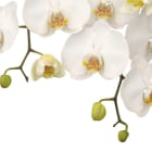 Miniatura fototapety Bezaubernde weiße Orchideen