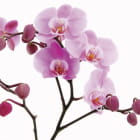 Miniatura fototapety Zarte Orchideenknospen