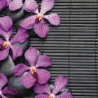 Miniatura fototapety Wilde Orchidee und Steine