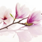 Miniatura fototapety Magnolienzweig