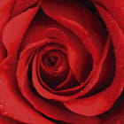 Miniatura fototapety Große rote Rose