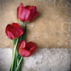 Miniatura fototapety Rote Tulpen