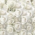 Miniatura fototapety Schneeweiße Rosen
