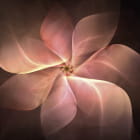 Miniatura fototapety Zarte warme Blume