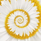 Miniatura fototapety Kamillenspirale