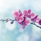 Miniatura fototapety Orchidee auf blauem Hintergrund