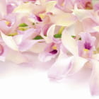 Miniatura fototapety Orchideenduft