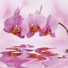 Miniatura fototapety Rosa Orchidee über Wasser