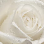 Miniatura fototapety Rose mit Tropfen