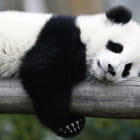 Miniatura fototapety Schlafender Panda