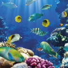 Miniatura fototapety Fische und Korallenriffe