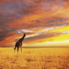Miniatura fototapety Giraffe