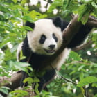 Miniatura fototapety Wunderschöner Panda