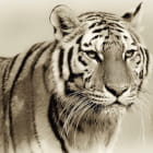 Miniatura fototapety Wildtiger