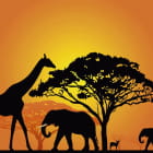 Miniatura fototapety Giraffen und Elefanten