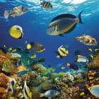 Miniatura fototapety Unterwasserreich der Fische