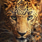 Miniatura fototapety Gefleckter Leopard
