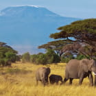 Miniatura fototapety Afrikanische Elefanten