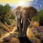 Miniatura fototapety Afrikanischer Elefant